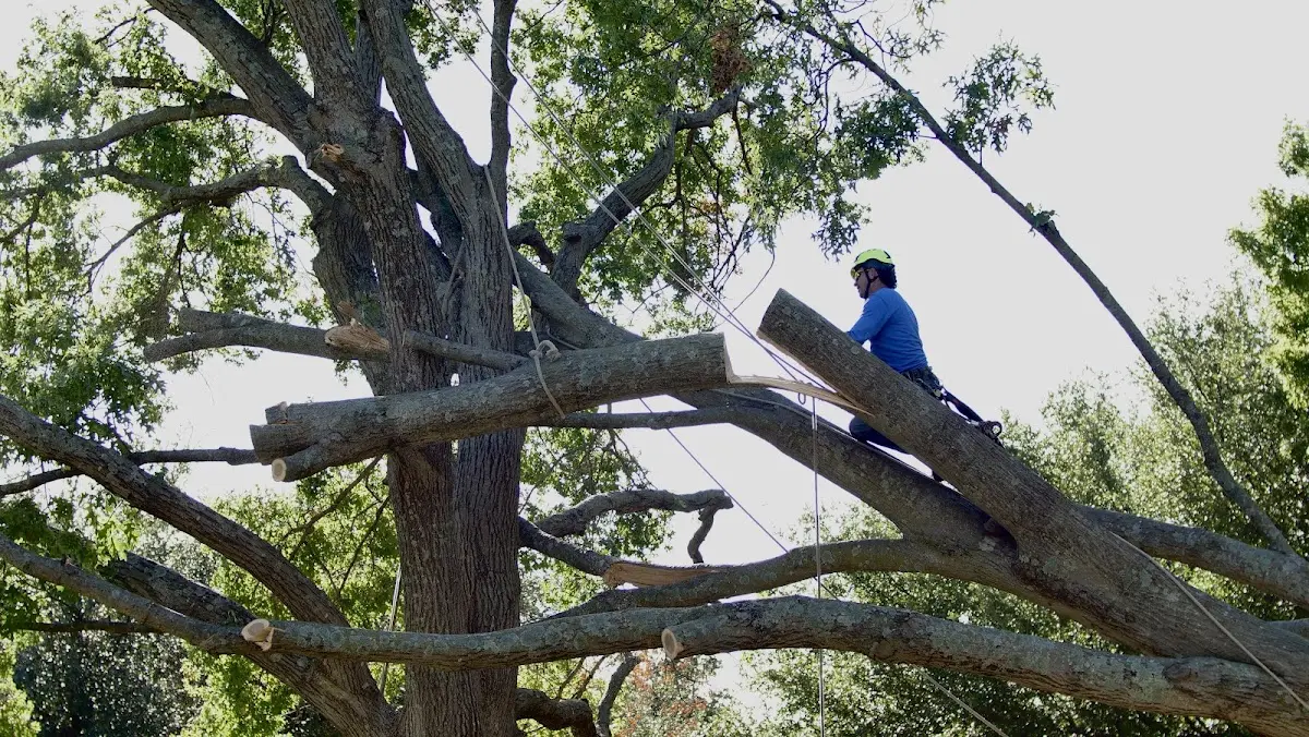 Professional Crown Thinning performed by certified arborists in Cornell