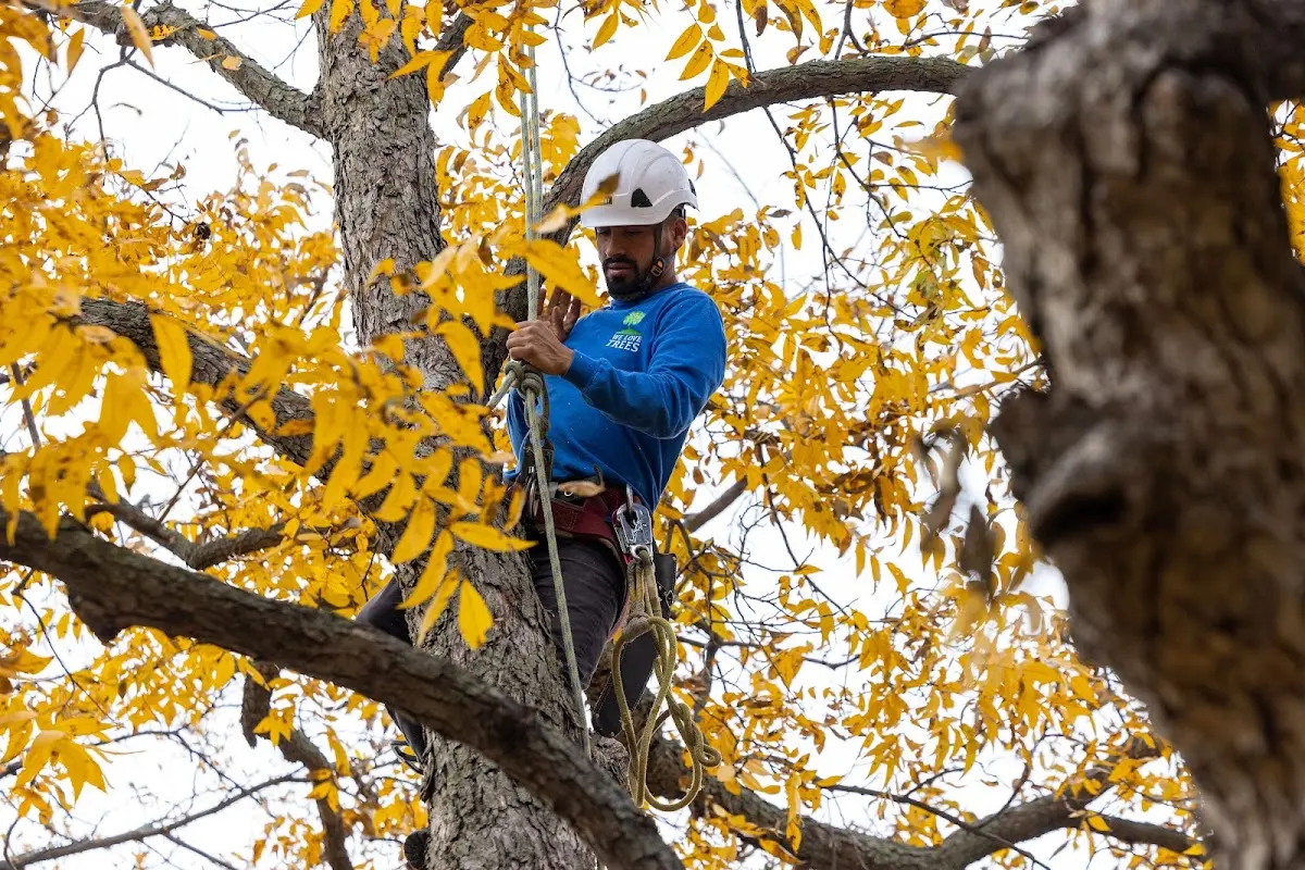 Skilled Tree Trimming crew working in Cornell